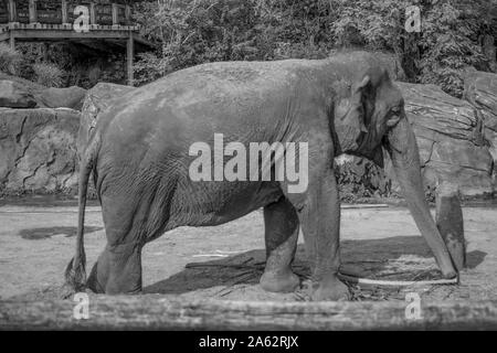 Tampa Bay, Florida. April 28, 2019. Schöne Elefanten essen ein Palmblatt in Busch Gardens 2. Stockfoto
