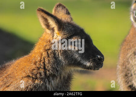 Nahaufnahme eines Bennett's (Red necked Wallaby - Macropus rufogriseus) Stockfoto