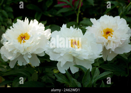 Paeonia Orchid Anne. Drei Päonien. Doppelte weiße Pfingstrose. Paeonia lactiflora (Chinesische Pfingstrose oder gemeinsamen Garten päonie). Stockfoto