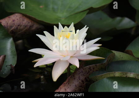 Nahaufnahme der eine weiße Seerose mit einer kleinen Libelle über es Stockfoto