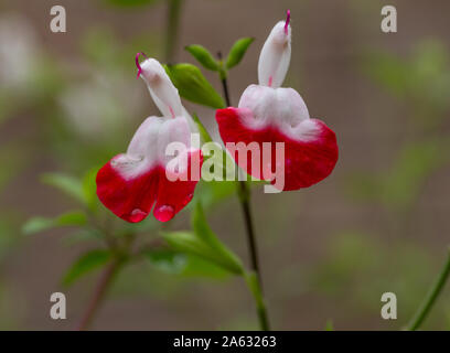 Salbei 'Hot Lips' Blume Nahaufnahme. Stockfoto