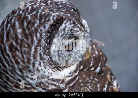 Nahaufnahme eines Chaco Owl (Strix chacoensis) Stockfoto