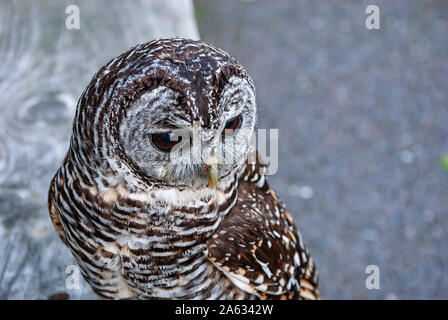 Nahaufnahme eines Chaco Owl (Strix chacoensis) Stockfoto