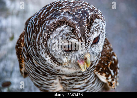 Nahaufnahme eines Chaco Owl (Strix chacoensis) Stockfoto