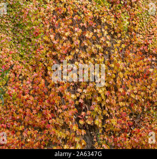 Virginia Creeper wächst an einer Hauswand im Herbst. Stockfoto