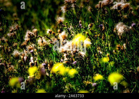 Urban Trail im Herbst Stockfoto