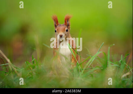 Neugierig Eichhörnchen im Gras versteckt Stockfoto