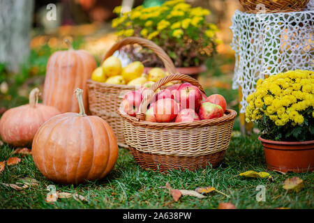 Herbst Komposition mit Blumen der Chrysanthemen, Kürbisse, rote Äpfel und gelbe Birnen in einem Weidenkorb im Herbst Garten. Im Freien. Stockfoto