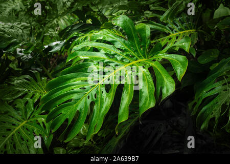 Großen, grünen tropischen Regenwald Blatt Stockfoto