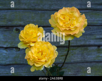Schöne gelbe Rose blüht vor einem hölzernen Gartenzaun Stockfoto