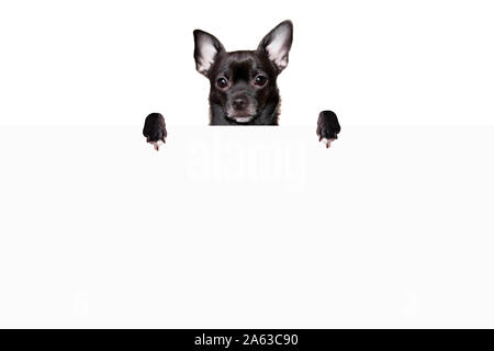 Schwarzer chihuahua Hund steht hinter einem weißen Blatt Papier auf einem weißen Hintergrund Mock up Stockfoto