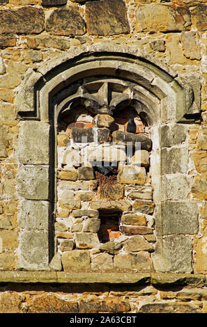 Schwarze Vögel sitzen auf einem gesperrten Fenster von einem nebengebäude an Whalley Abbey, Lancashire, Großbritannien Stockfoto