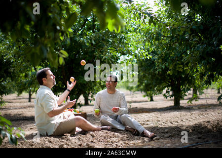 Zwei männliche Freunde auf dem Boden sitzend in einem Obstgarten und jonglieren Äpfel Stockfoto