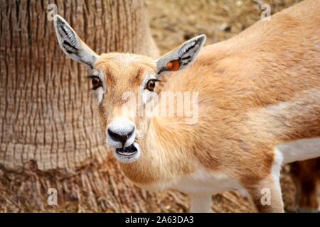 Ein rehkitz starrte auf die Kamera Stockfoto