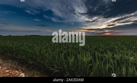 Sonnenaufgang auf einem Reisfeld in Kuala Selangor, Malaysia Stockfoto