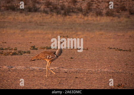 Kori Bustard, (Ardeotis Kori) Nahrungssuche in einem trockenen Flussbett in der Kalahari Wüste 1. Stockfoto