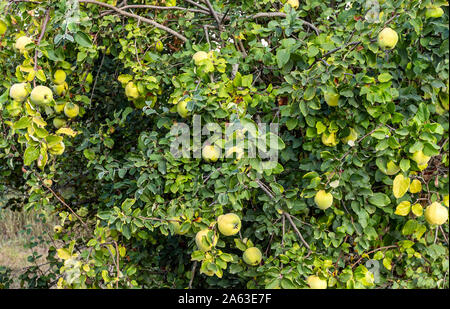 Obst Quitte (Cydonia Oblonga) mit grau-weiß feines Haar auf Zweig, in der Nähe der Reife im Herbst Stockfoto