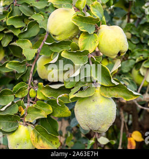 Obst Quitte (Cydonia Oblonga) mit grau-weiß feines Haar auf Zweig, in der Nähe der Reife im Herbst Stockfoto