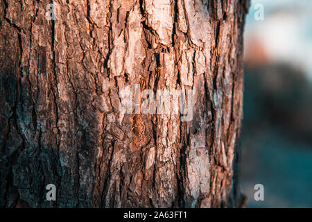 In der Nähe eine alte Baumrinde auf einem Hintergrund von Herbst Wald Stockfoto