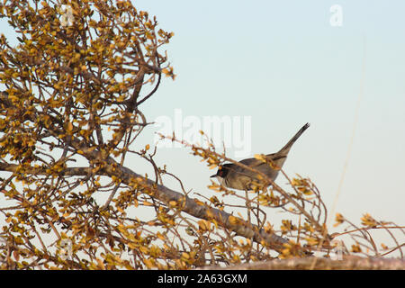 Ein Vogel der Sylvia melanocephala (sardische Warbler) Art auf einige Zweige von einem Dickicht Scannen der Horizont auf der Suche nach Essen Stockfoto