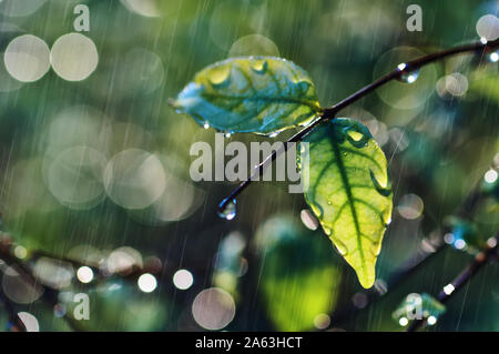 Wassertropfen auf einem Blatt und Zweig an einem regnerischen Tag Stockfoto