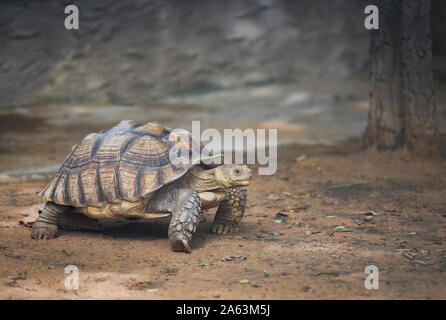 Afrikanische trieb Schildkröte/Close up Turtle walking-selektiven Fokus Stockfoto