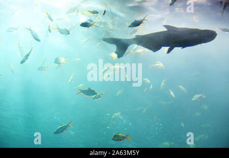 Leben im Meer Fische schwimmen unter Wasser Ozean bunte/Verschiedene Arten Fish Tank im Grossen aquarium Süßwasser Stockfoto