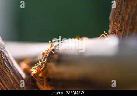 Close up Fire ant Spaziergang Makroaufnahme Insekt in der Natur Red Ant ist sehr klein/Ant Aktion stehen auf Ast mit Morgensonne, selektiver Fokus Stockfoto