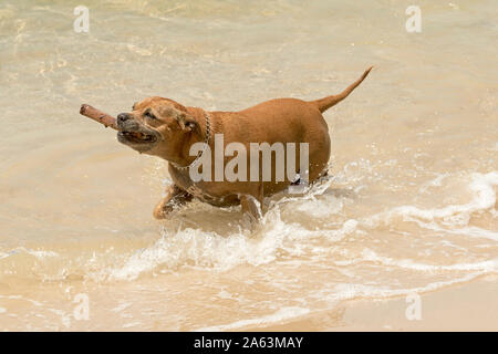 Ingwer/brauner Hund Plantschen im Wasser am Strand mit Stick es abgerufen wurde, iin seinen Mund Stockfoto