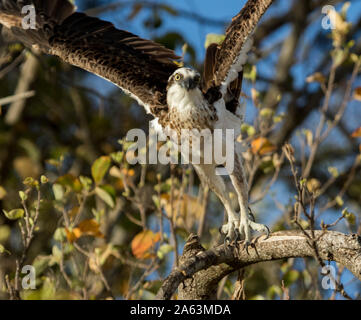 Australian Eastern Fischadler, Pandion cristatus, mit ausgebreiteten Flügeln, wie es sich in Flug startet vom Zweig der Mangrove Tree Stockfoto