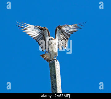 Atemberaubende Australian Eastern Fischadler, Pandion cristatus, mit Flügeln gegen den blauen Himmel gestreckt, wie es startet sich in Flucht aus einem hohen Barsch Stockfoto