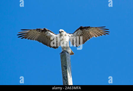 Atemberaubende Australian Eastern Fischadler, Pandion cristatus, mit Flügeln gegen den blauen Himmel gestreckt, wie es startet sich in Flucht aus einem hohen Barsch Stockfoto