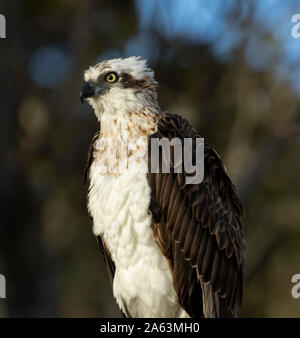 In der Nähe von Australian Eastern Fischadler, Pandion cristatus, mit aufmerksamem Ausdruck und glänzenden goldenen Augen Stockfoto