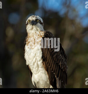 In der Nähe von Australian Eastern Fischadler, Pandion cristatus, mit aufmerksamem Ausdruck und glänzenden goldenen Augen in die Kamera starrt Stockfoto