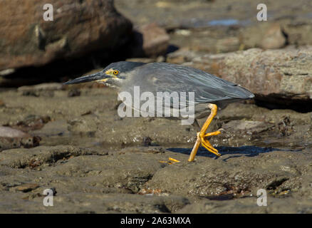 Gestreift/Mangrove Heron, Butorides striata, graue Vogel mit gelben Beinen, wandern über die Felsen am Strand in Australien Stockfoto