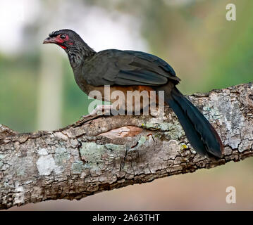 Chaco Chachalaca Stockfoto