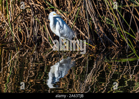 Hohe Snowy White Egret steht über seine Reflexion in der Lagune, in der Wasser und warten geduldig auf das essen Fisch für zu. Stockfoto