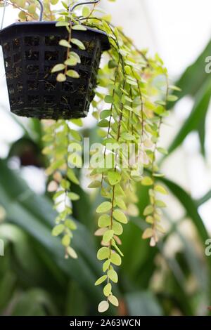 Sphyrospermum buxifolium Anlage in einem hängenden Pflanzmaschine. Stockfoto