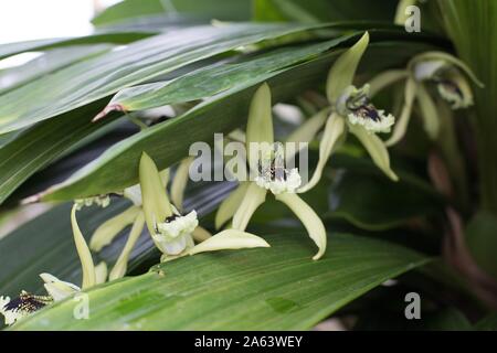 Coelogyne pandurata Orchidee. Stockfoto