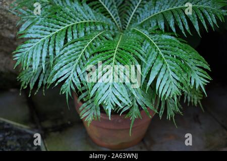 Blechnum gibbum in einem Container. Stockfoto