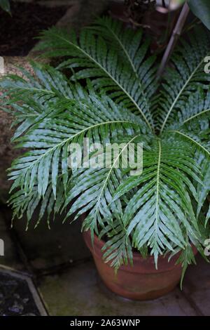 Blechnum gibbum in einem Container. Stockfoto