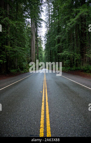 Nasse Straße schneidet durch Redwood Forest im Yosemite Valley Stockfoto