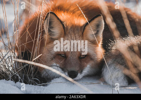 Ein verschlafenes Red Fox im Yukon Territory, Kanada Stockfoto