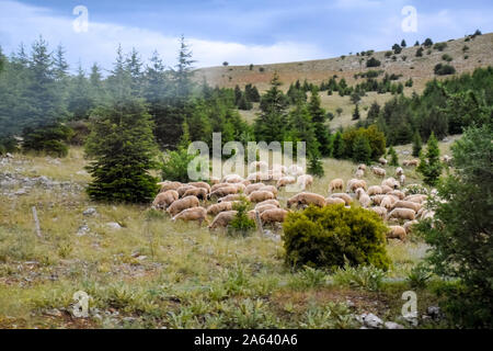 Schafe und Ziegen grasen auf den Hängen der Berge. Kleine Rinder grasen. Stockfoto