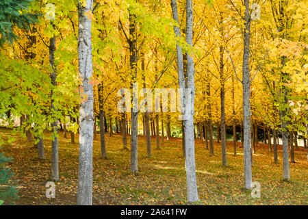 Ein Sugar Maple Tree Farm Wald im Herbst mit leuchtend gelben Blätter in Oregon, USA Stockfoto