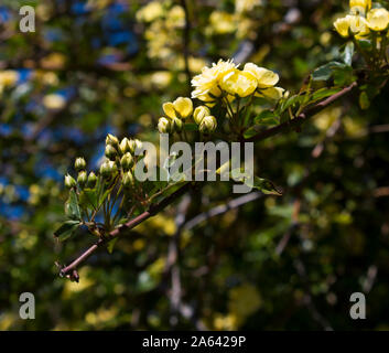 Rosa Banksiae Lutea, Lady der Banken stieg eine Art der Stachellosen blühende Pflanze oder strauchigen Rebe in der Familie der Rosengewächse ist eine sehr alte hellem Zitronengelb Erbe rose. Stockfoto