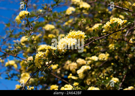 Rosa Banksiae Lutea, Lady der Banken stieg eine Art der Stachellosen blühende Pflanze oder strauchigen Rebe in der Familie der Rosengewächse ist eine sehr alte hellem Zitronengelb Erbe rose. Stockfoto