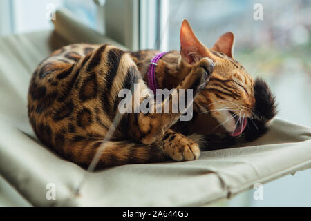 Süße kleine Bengal Kitty Cat Verlegung auf der Katze Fenster Bett lecken sich. Stockfoto