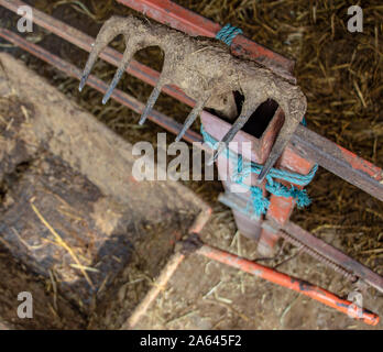 Alt, dreckig Rake, stehend auf einem Handlauf an schubkarre in cowsheet, die Ansicht zu schließen. Stockfoto