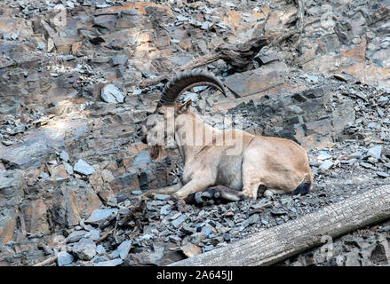 West kaukasischen Tur - Capra caucasica ruht auf dem Rock Stockfoto